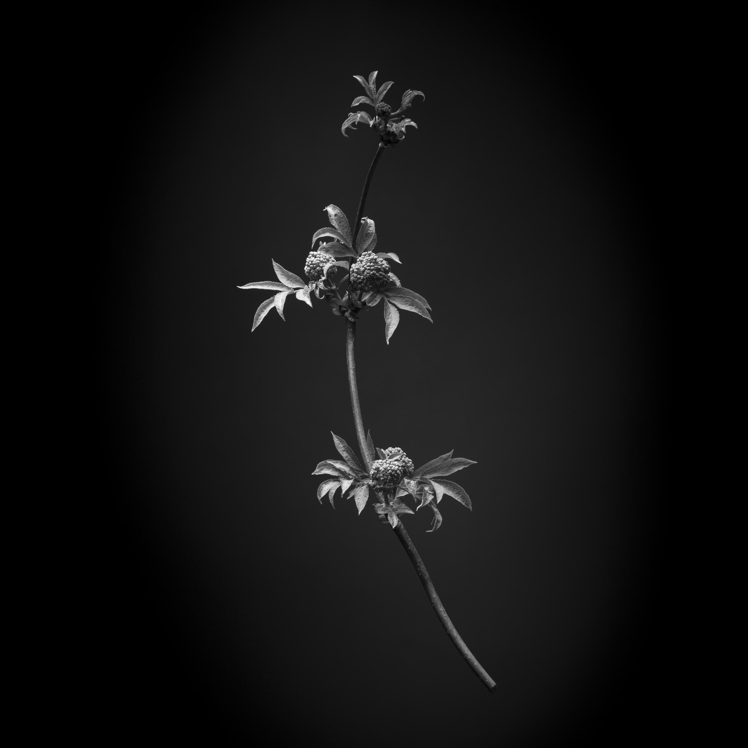 Sambucus nigra