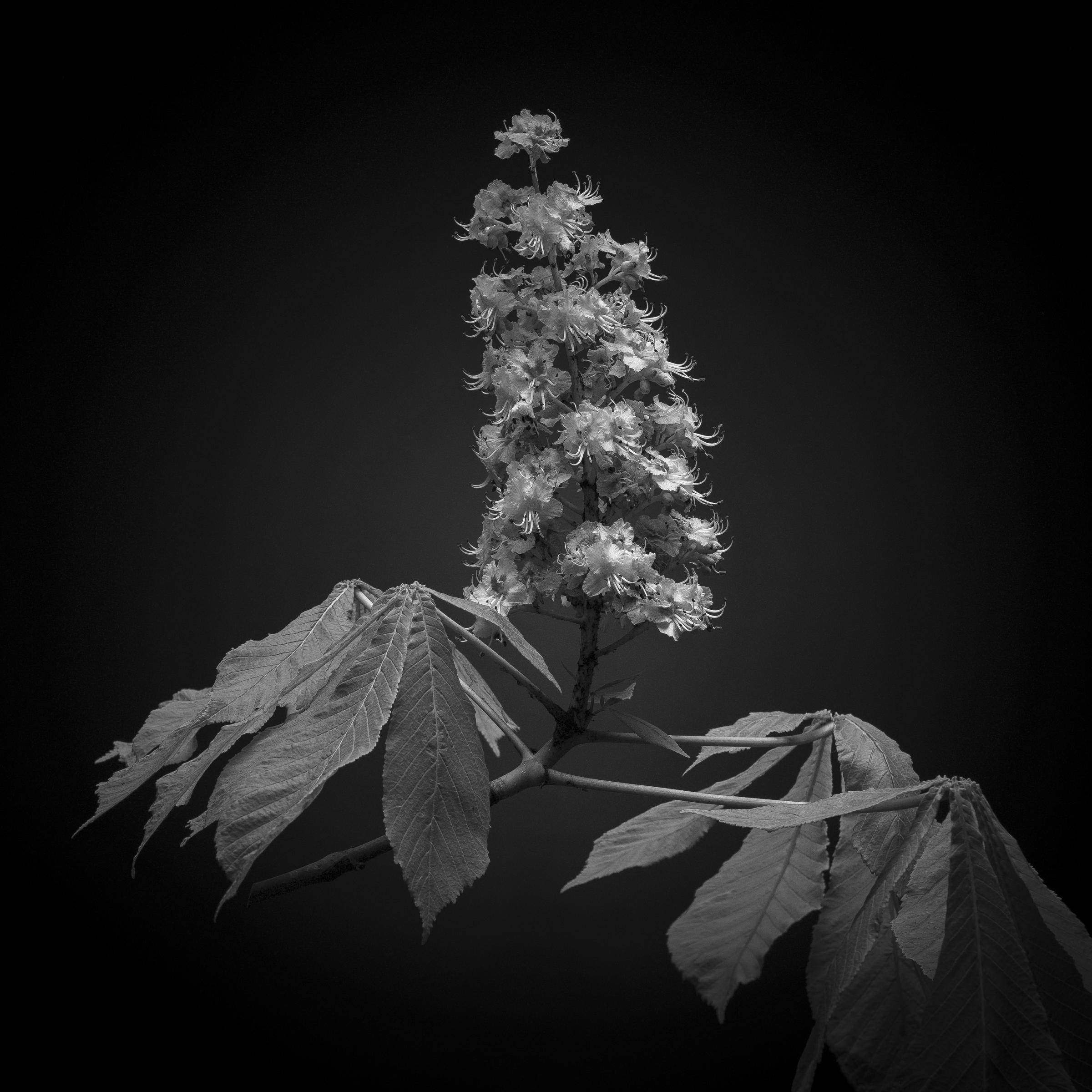 Aesculus