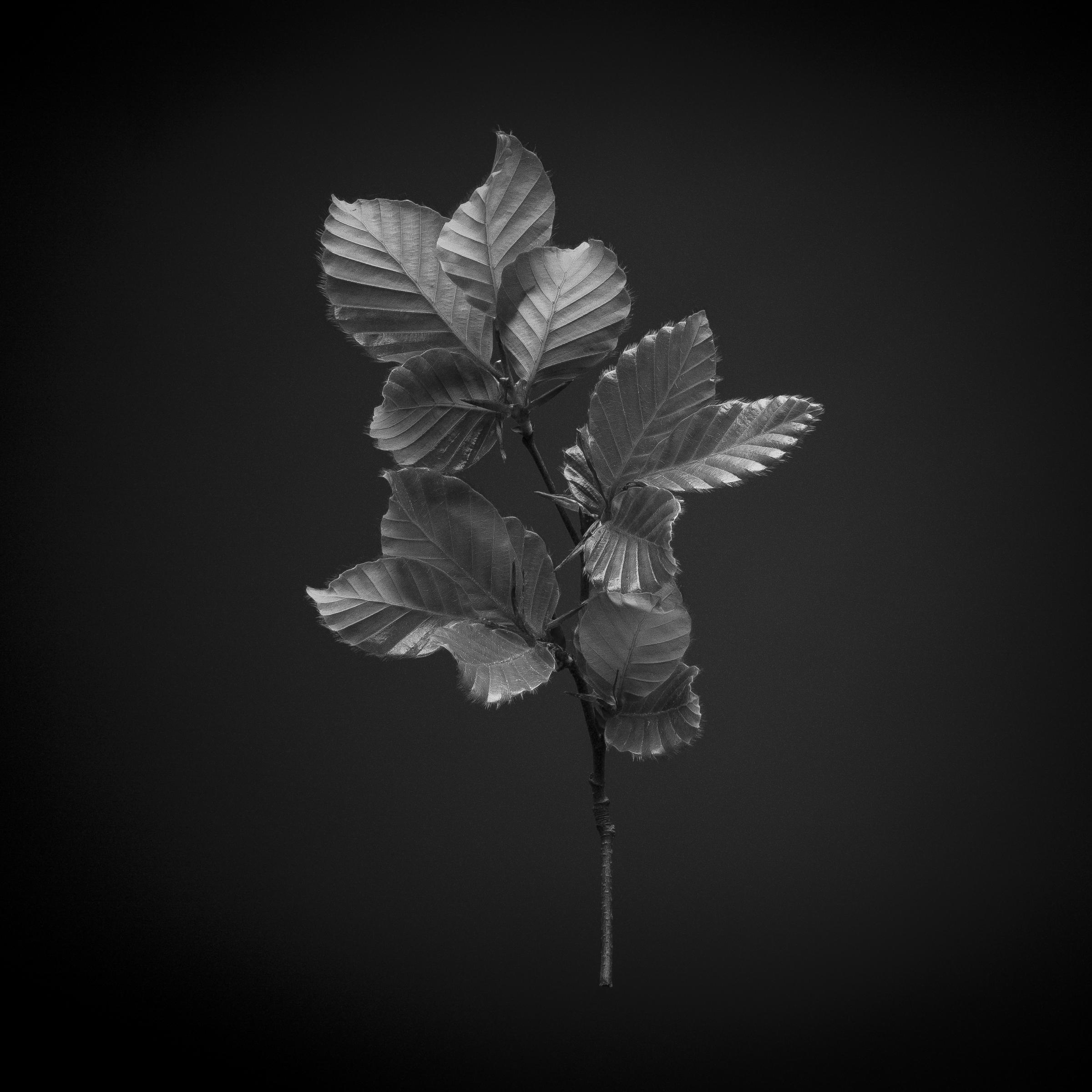 Fagus