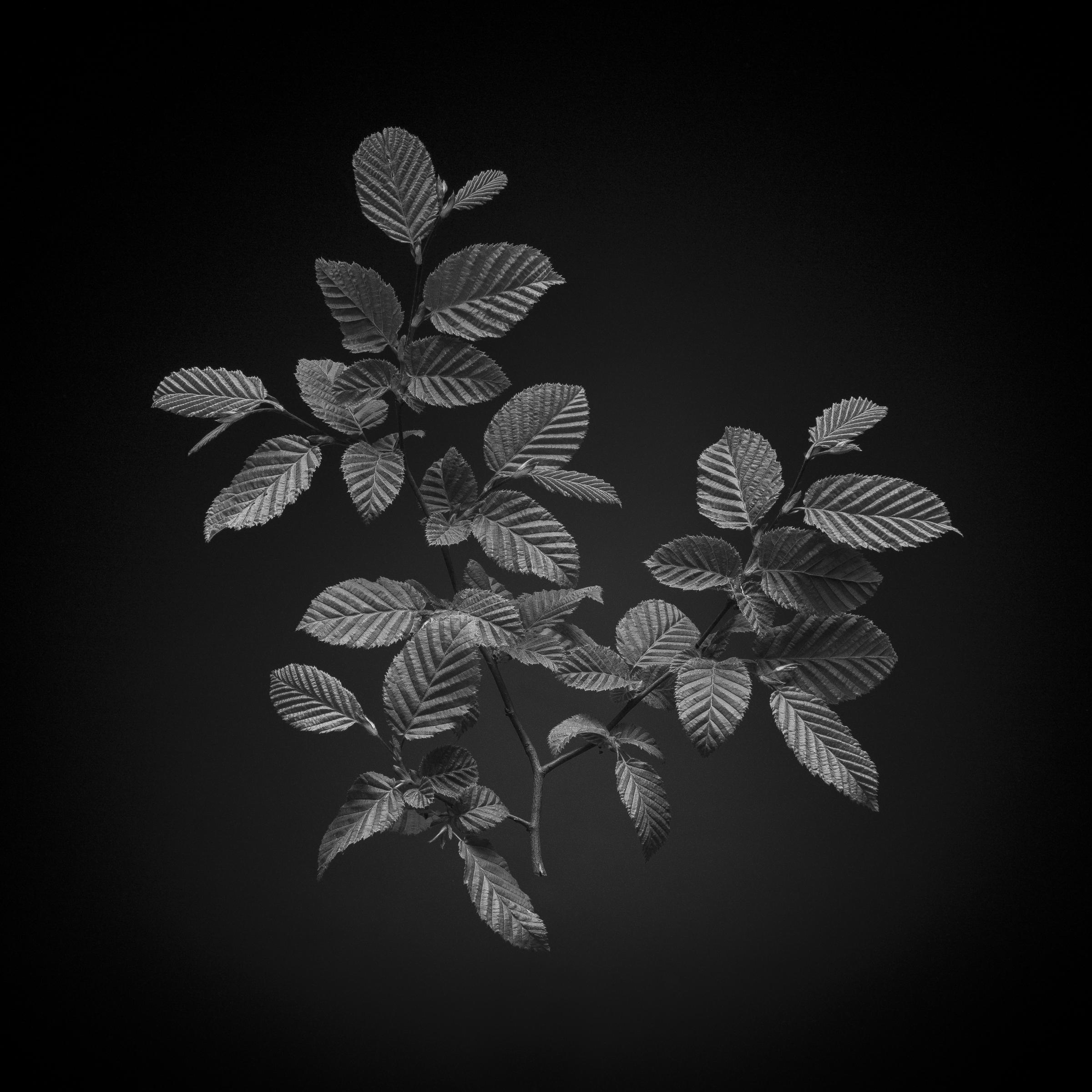 Carpinus
