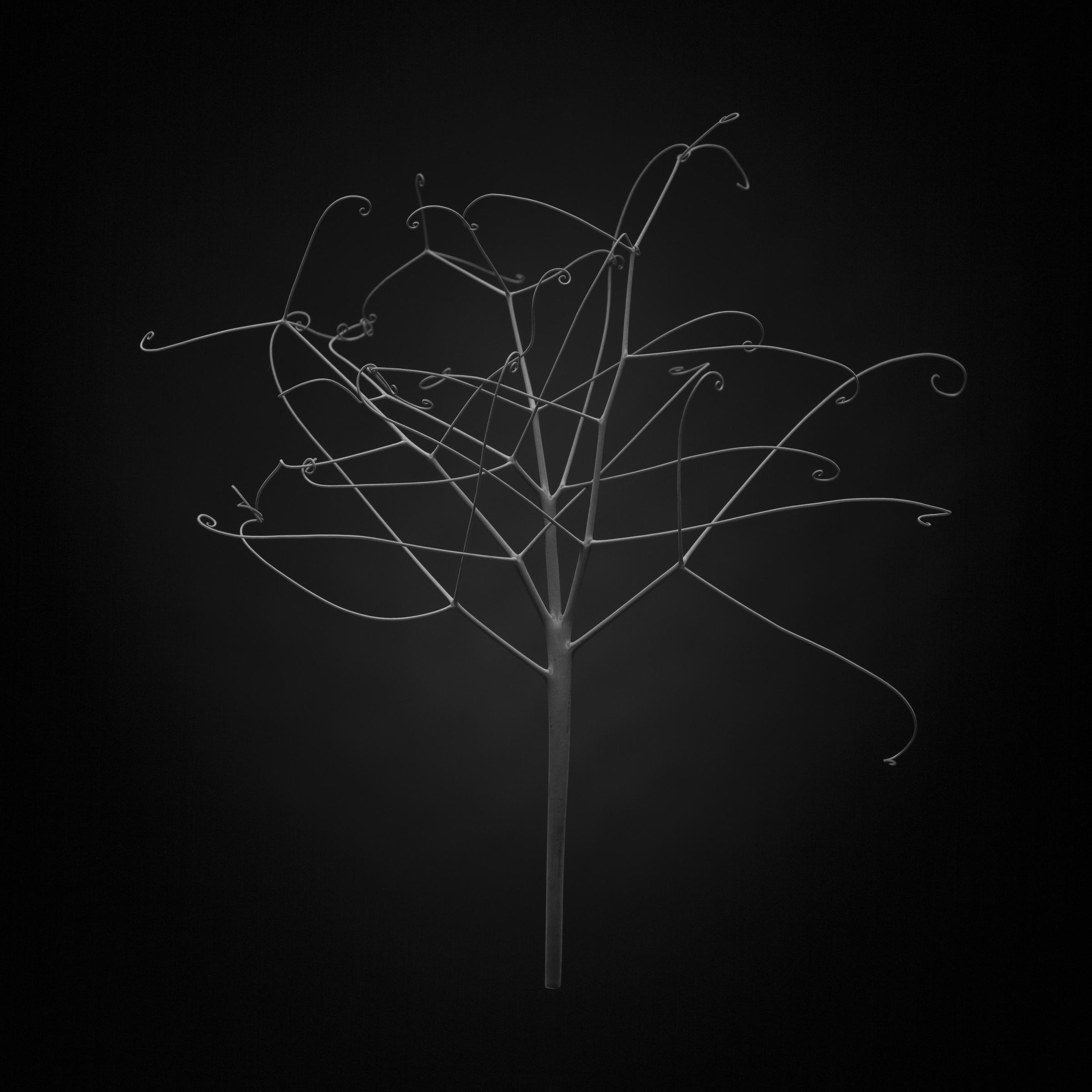 Pisum sativum
