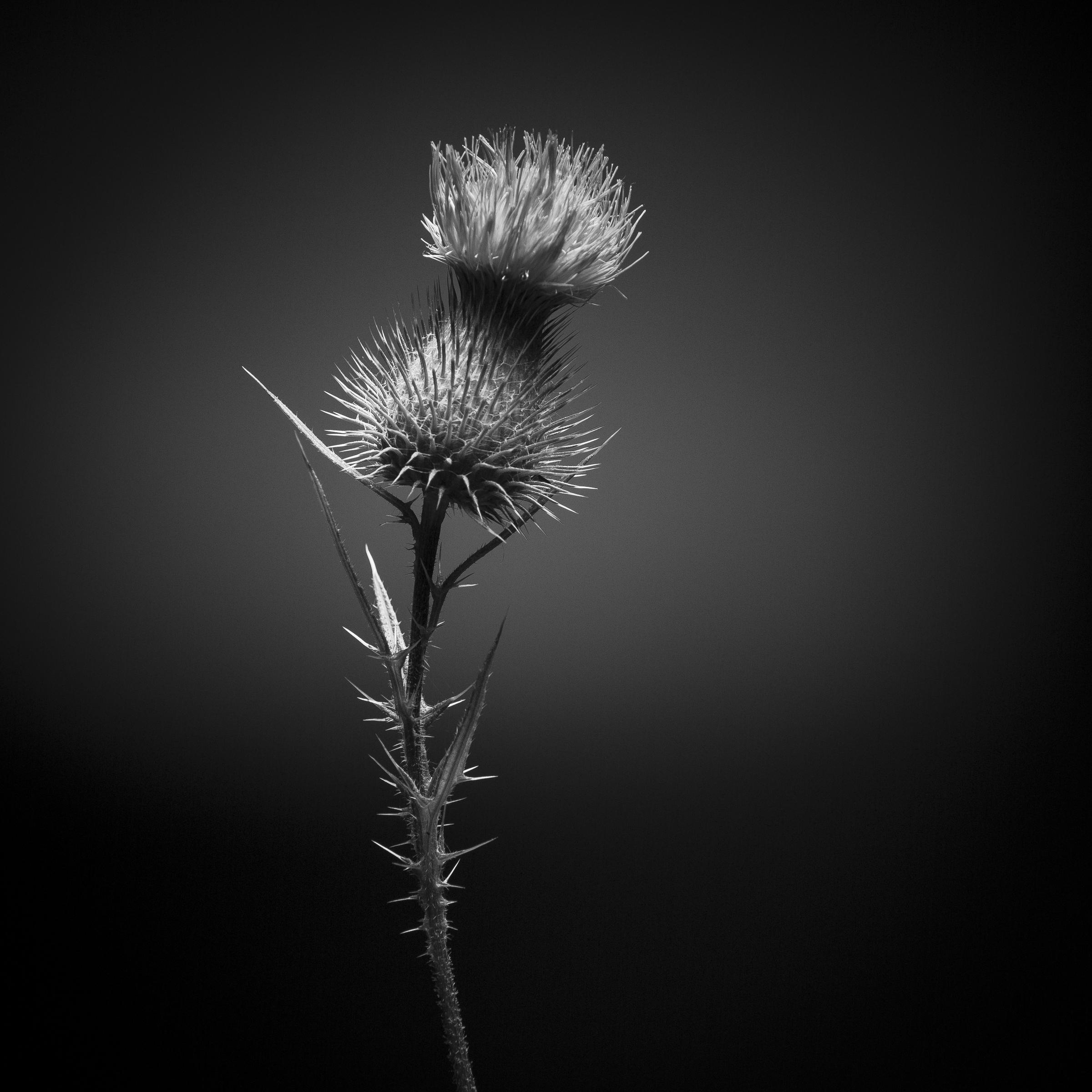 Cirsium vulgare